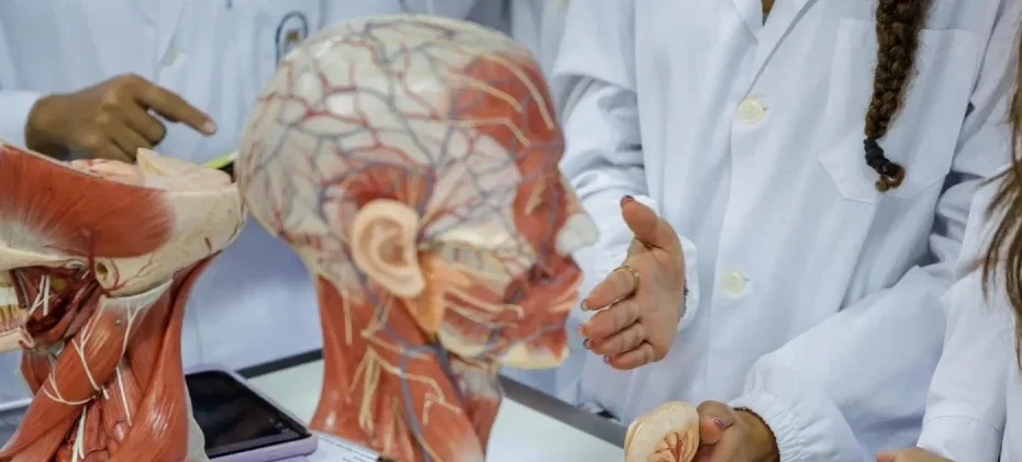 Alunos de volta de uma modelo de cabeça humana em aula de medicina